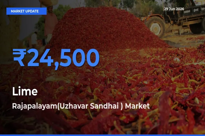 Market Watch: Rajapalayam(Uzhavar Sandhai ) Becomes Top Mandi for Lime