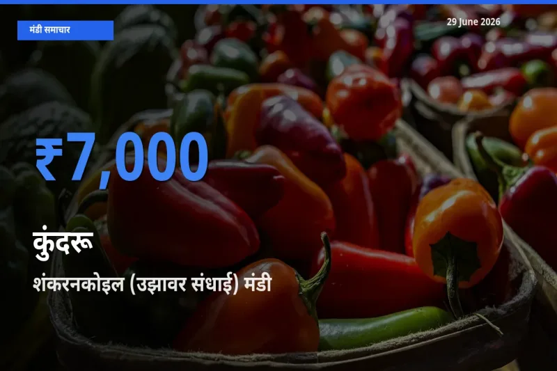 किसानों की पसंद बना शंकरनकोइल (उझावर संधाई), कुंदरू के सबसे अच्छे दाम