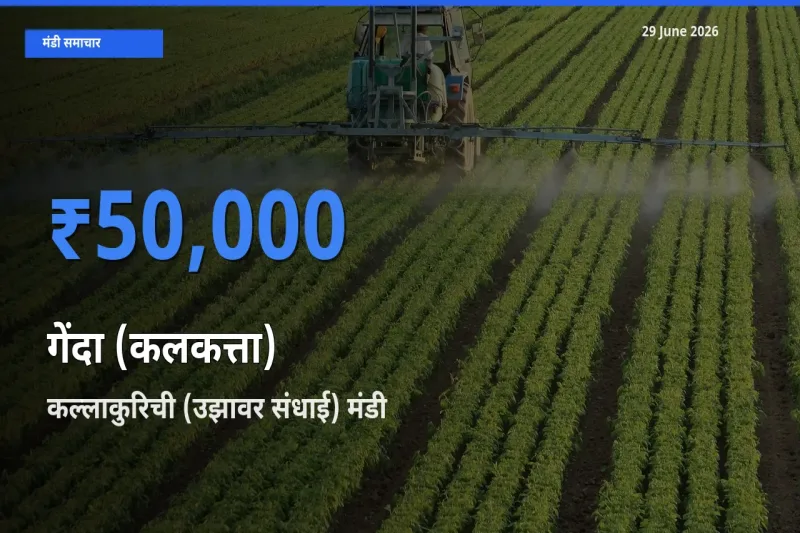 आज गेंदा (कलकत्ता) के सबसे ऊँचे दाम ₹50,000 कल्लाकुरिची (उझावर संधाई) मंडी में