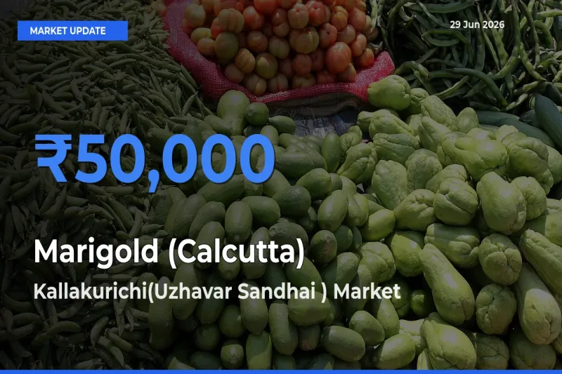Kallakurichi(Uzhavar Sandhai ) Tops Marigold (Calcutta) Mandi Rates Today