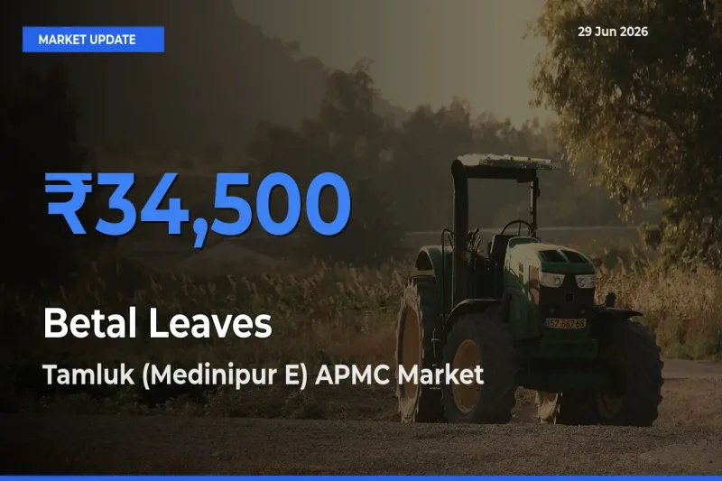 Tamluk (Medinipur E) APMC Offers ₹34,500 – Highest Betal Leaves Rate Today