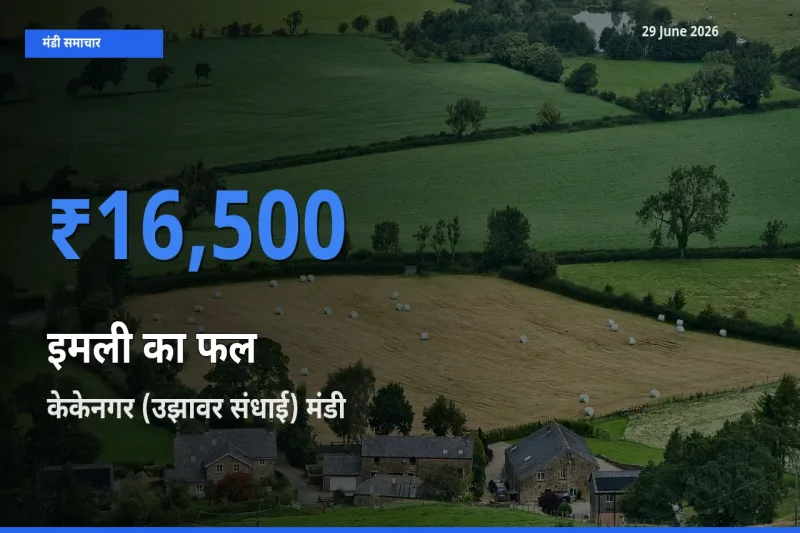 टॉप मंडी बना केकेनगर (उझावर संधाई)! इमली का फल के सबसे ऊँचे दाम यहीं दर्ज