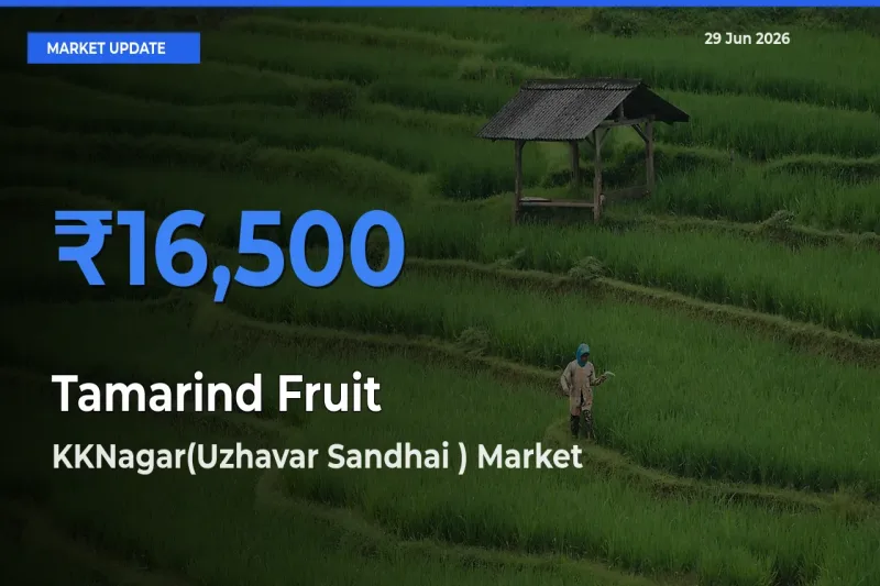 KKNagar(Uzhavar Sandhai ) Tops Tamarind Fruit Mandi Rates Today