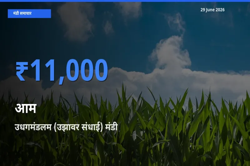 29 June अपडेट: आम के सबसे ऊँचे दाम उधगमंडलम (उझावर संधाई) मंडी में