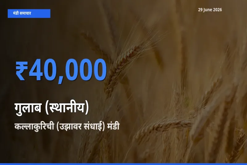 टॉप मंडी बना कल्लाकुरिची (उझावर संधाई)! गुलाब (स्थानीय) के सबसे ऊँचे दाम यहीं दर्ज