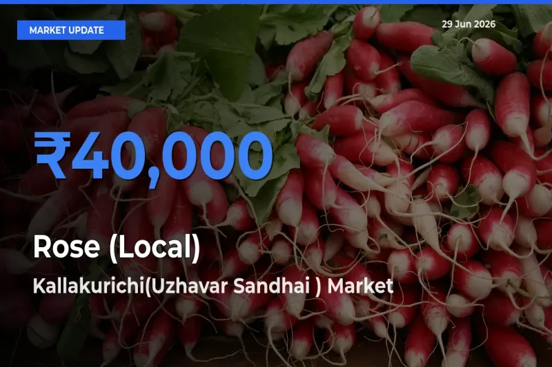 Kallakurichi(Uzhavar Sandhai ) Leads as Top Mandi for Rose (Local) Prices