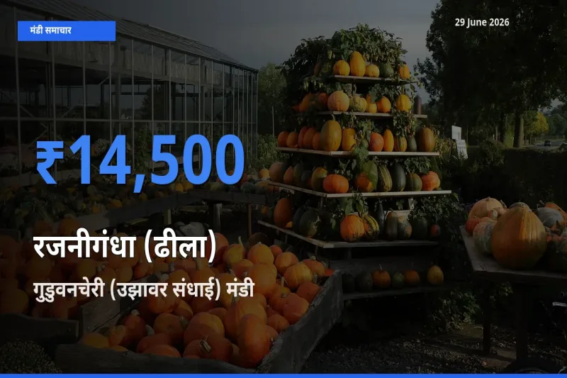 टॉप मंडी बना गुडुवनचेरी (उझावर संधाई)! रजनीगंधा (ढीला) के सबसे ऊँचे दाम यहीं दर्ज