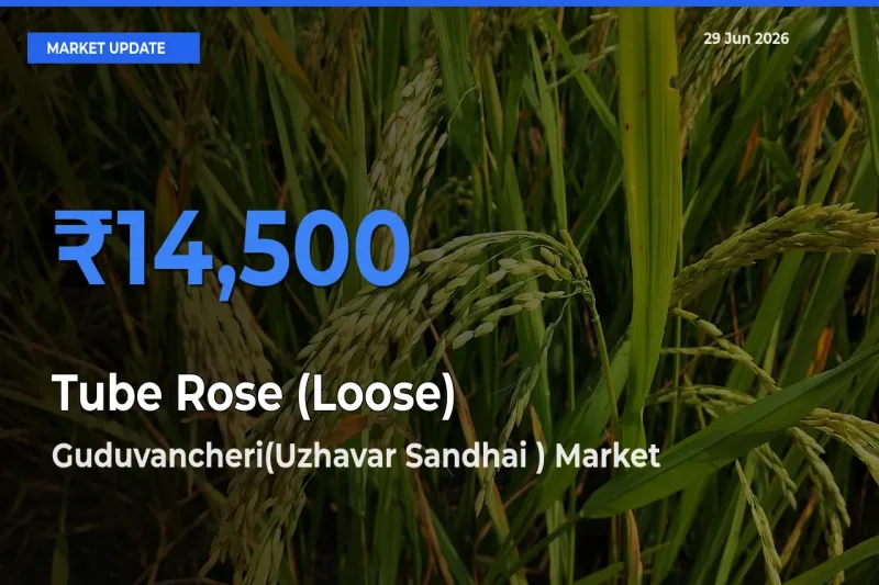 Guduvancheri(Uzhavar Sandhai ) Offers ₹14,500 – Highest Tube Rose (Loose) Rate Today