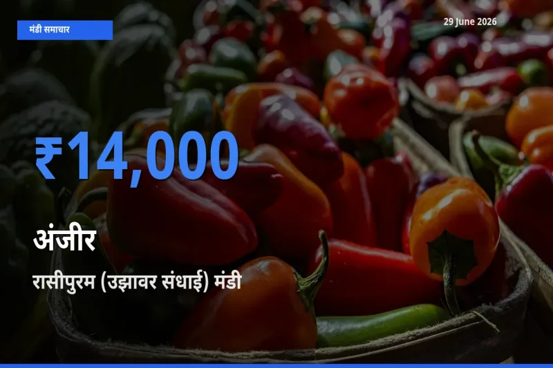 आज का मंडी भाव: अंजीर के सबसे ज़्यादा दाम रासीपुरम (उझावर संधाई) में