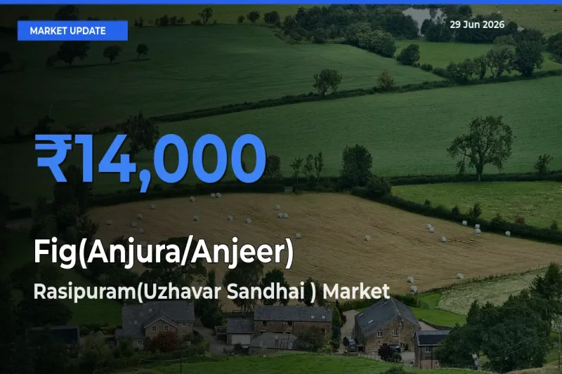 Market Watch: Rasipuram(Uzhavar Sandhai ) Becomes Top Mandi for Fig(Anjura/Anjeer)