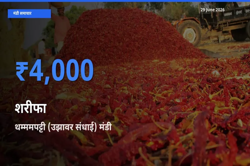 बाज़ार संकेत: थम्ममपट्टी (उझावर संधाई) बना शरीफा के लिए आज की टॉप मंडी