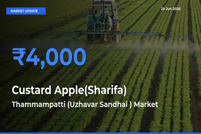 Market Watch: Thammampatti (Uzhavar Sandhai ) Becomes Top Mandi for Custard Apple(Sharifa)