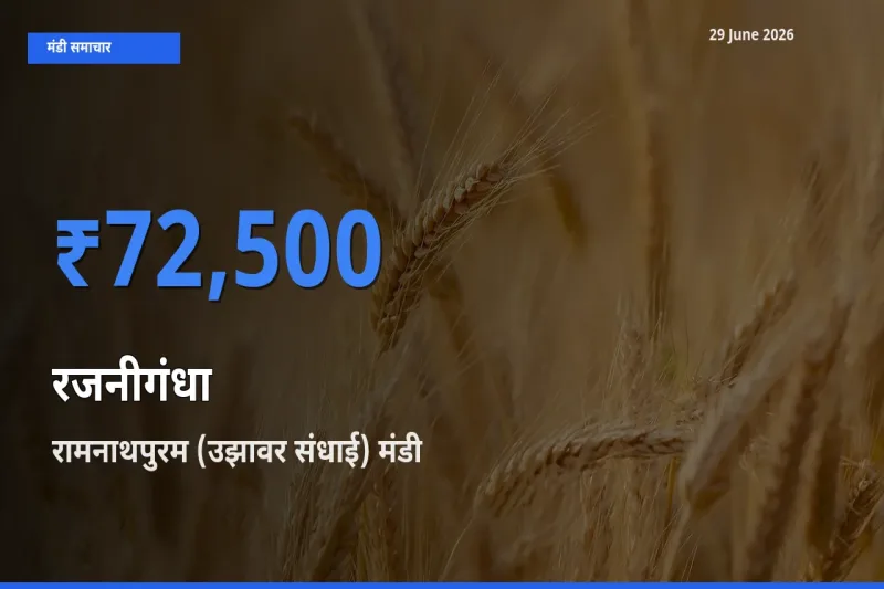 आज का मंडी भाव: रजनीगंधा के सबसे ज़्यादा दाम रामनाथपुरम (उझावर संधाई) में