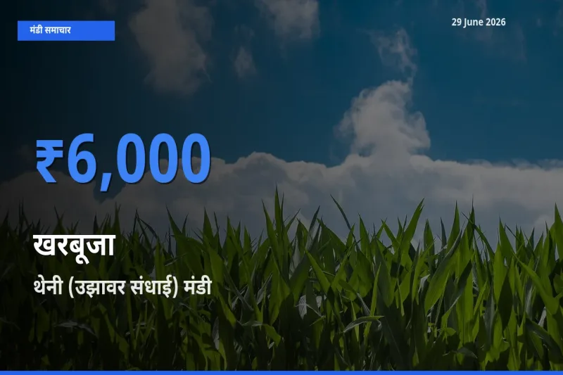 आज खरबूजा के सबसे ज़्यादा दाम थेनी (उझावर संधाई) मंडी में दर्ज