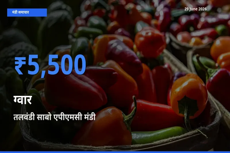 तलवंडी साबो एपीएमसी मंडी में आज ग्वार के सबसे ऊँचे दाम दर्ज