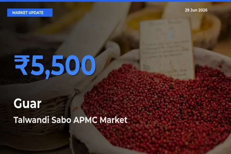 Talwandi Sabo APMC Tops Guar Rates – June 29 Market Update
