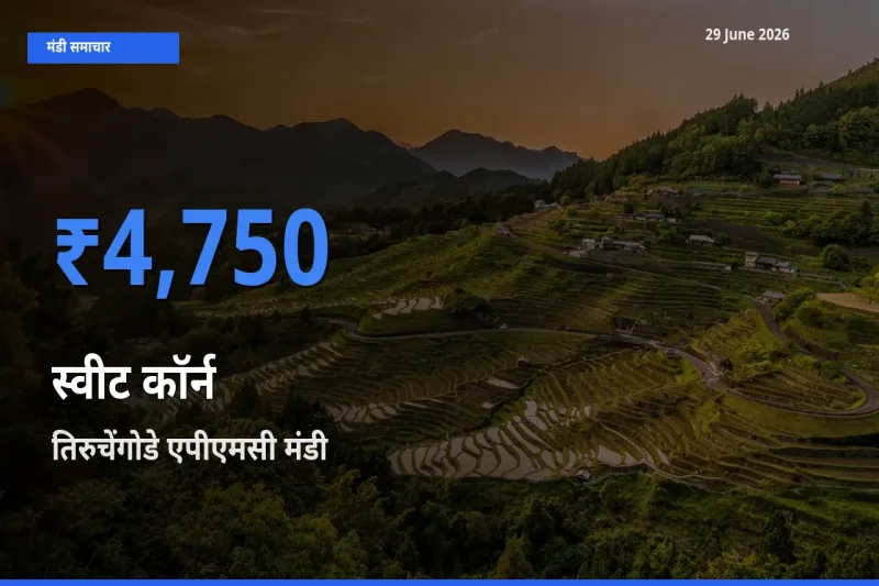 तिरुचेंगोडे एपीएमसी मंडी में आज स्वीट कॉर्न के सबसे ऊँचे दाम दर्ज