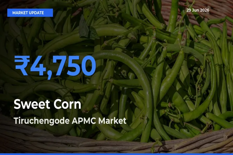 Tiruchengode APMC Leads as Top Mandi for Sweet Corn  Prices