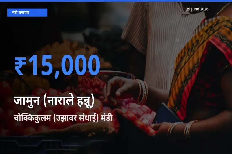 आज का मंडी भाव: जामुन (नाराले हन्नू) के सबसे ज़्यादा दाम चोक्किकुलम (उझावर संधाई) में
