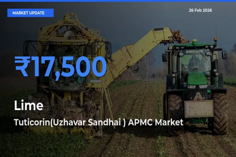 Top Performer! Tuticorin(Uzhavar Sandhai ) APMC Offers Best Lime Price Today