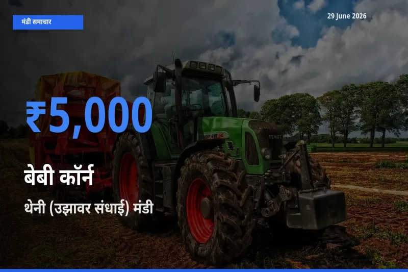आज का मंडी भाव: बेबी कॉर्न के सबसे ज़्यादा दाम थेनी (उझावर संधाई) में