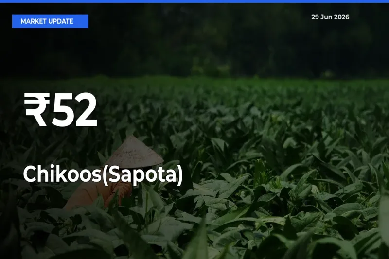 Chikoos(Sapota) Prices Gain Momentum Across 52+ Mandis – Market Trend Strengthens
