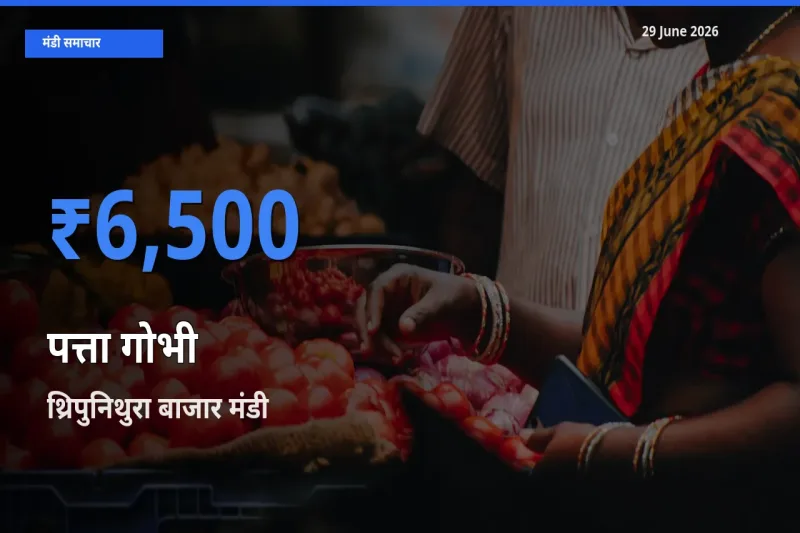 थ्रिपुनिथुरा बाजार मंडी में आज पत्ता गोभी के सबसे ऊँचे दाम दर्ज