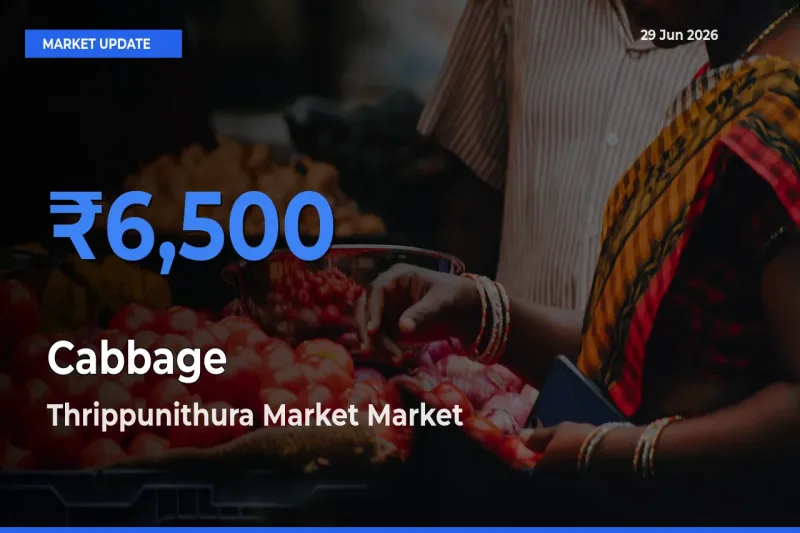 Thrippunithura Market Tops Cabbage Mandi Rates Today
