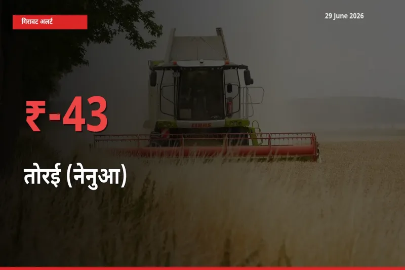 29 June अपडेट: तोरई (नेनुआ) के दाम मंडी में 42.52% गिरे