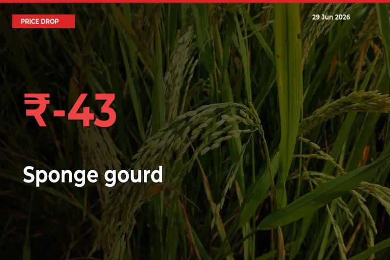 Sponge gourd Falls 42.52% at Mandis