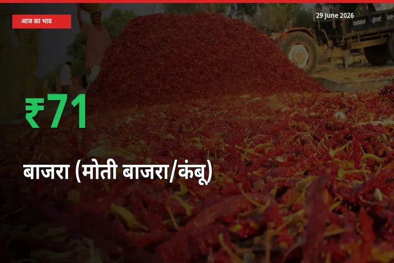 बाजरा (मोती बाजरा/कंबू) 70.75% उछला, मंडी