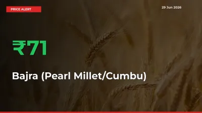 Sharp Jump! Bajra (Pearl Millet/Cumbu) Prices Climb 70.75% in 24 Hours at Key Mandis