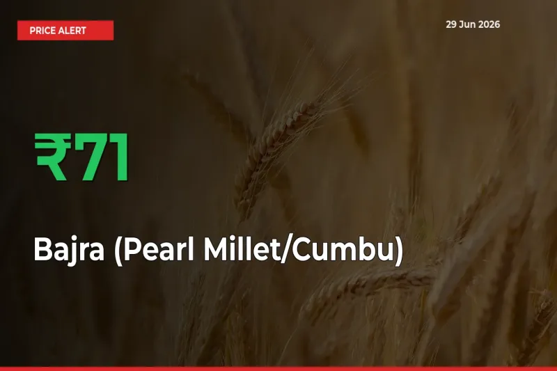 Sharp Jump! Bajra (Pearl Millet/Cumbu) Prices Climb 70.75% in 24 Hours at Key Mandis