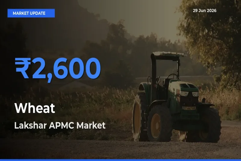 Top Performer! Lakshar APMC Offers Best Wheat Price Today