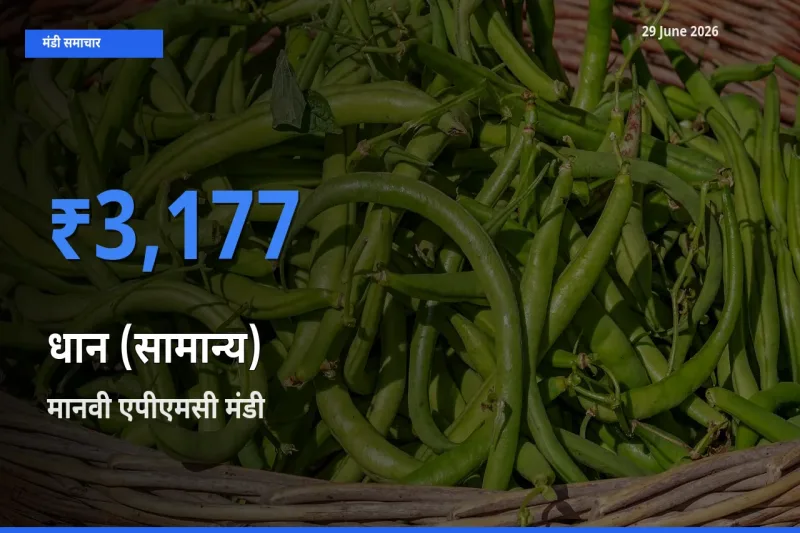 आज का मंडी भाव: धान (सामान्य) के सबसे ज़्यादा दाम मानवी एपीएमसी में