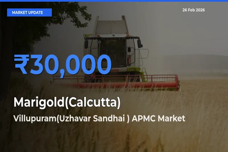 Villupuram(Uzhavar Sandhai ) APMC Emerges as Top Mandi for Marigold(Calcutta) Prices Today