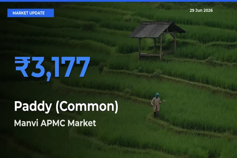 Farmers Prefer Manvi APMC as Paddy (Common) Hits Highest Rate