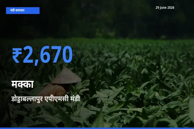 टॉप मंडी बना डोड्डाबल्लापुर एपीएमसी! मक्का के सबसे ऊँचे दाम यहीं दर्ज