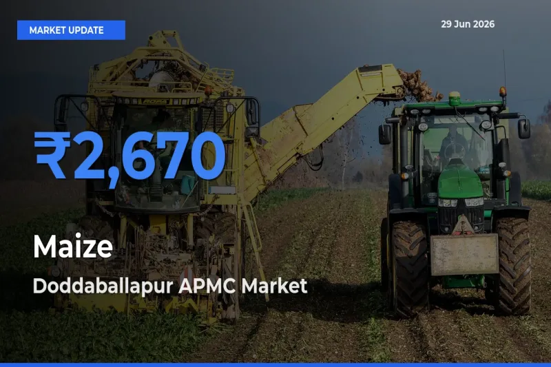 Doddaballapur APMC Tops Maize Rates – June 29 Market Update