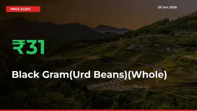 Sudden 30.5% Rally in Black Gram(Urd Beans)(Whole) Prices Across Mandis