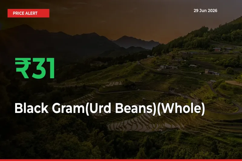 Sudden 30.5% Rally in Black Gram(Urd Beans)(Whole) Prices Across Mandis