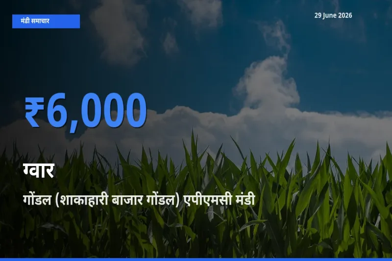 गोंडल (शाकाहारी बाजार गोंडल) एपीएमसी में ग्वार का आज सबसे ऊँचा भाव