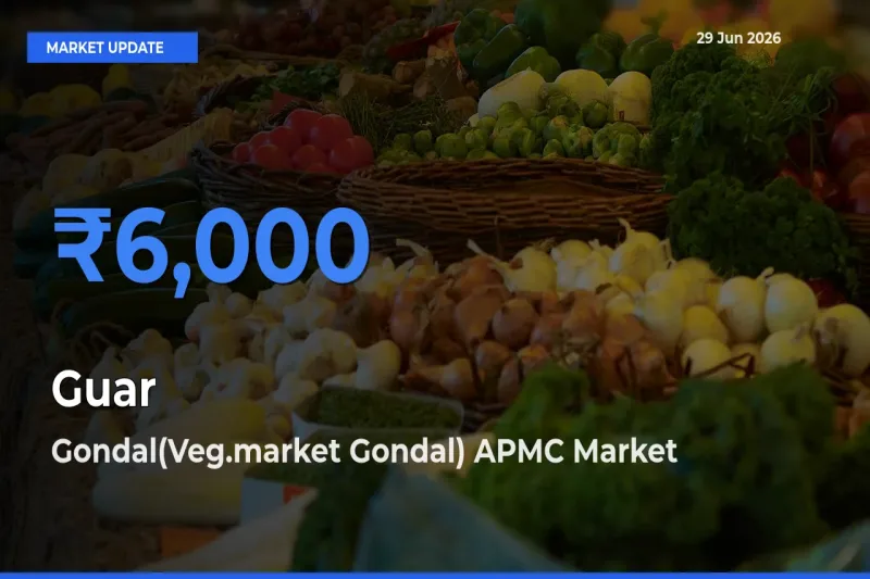 Gondal(Veg.market Gondal) APMC Offers ₹6,000 – Highest Guar Rate Today