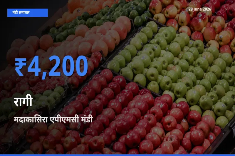 मदाकासिरा एपीएमसी मंडी में रागी ₹4,200 पर पहुँचा – आज का सर्वोच्च भाव