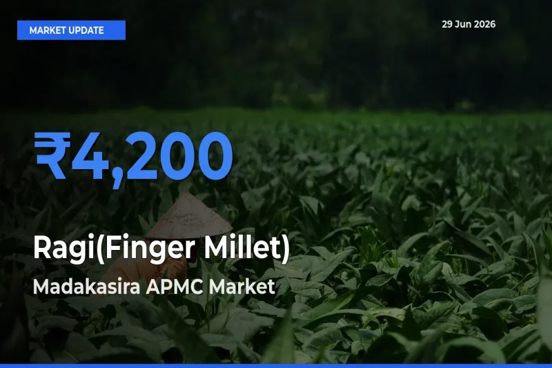 Ragi(Finger Millet) Mandi Rate Today: Madakasira APMC Tops the List