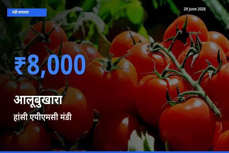 29 June अपडेट: आलूबुखारा के सबसे ऊँचे दाम हांसी एपीएमसी मंडी में