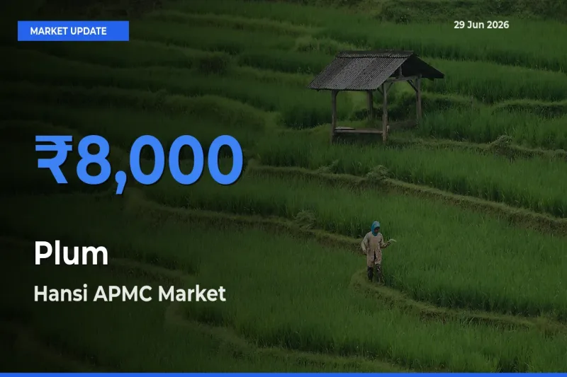 Plum Mandi Rate Today: Hansi APMC Tops the List