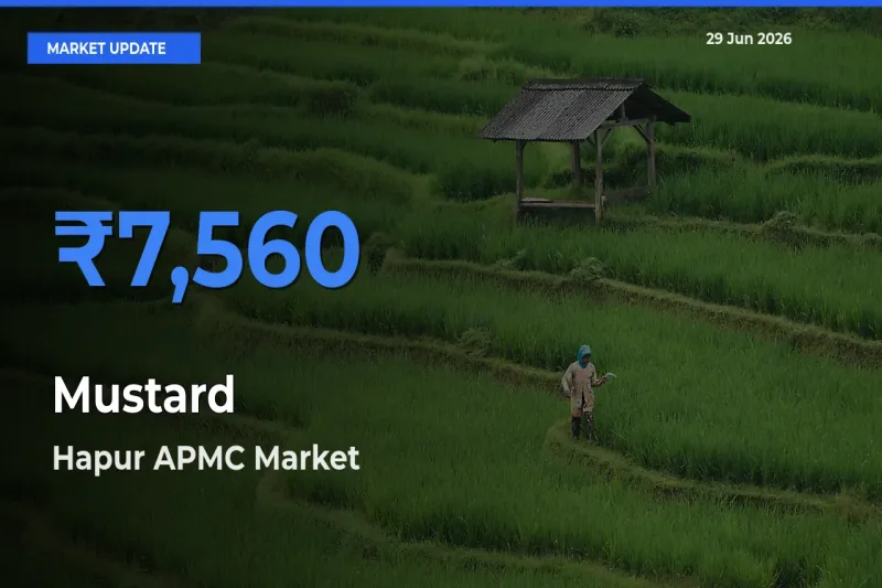 Hapur APMC Records Highest ₹7,560 Rate for Mustard