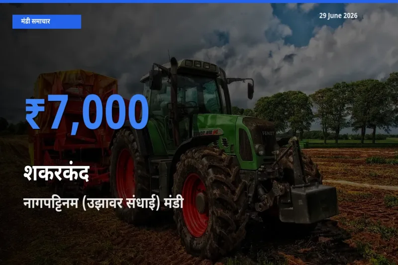 नागपट्टिनम (उझावर संधाई) में शकरकंद का आज सबसे ऊँचा भाव