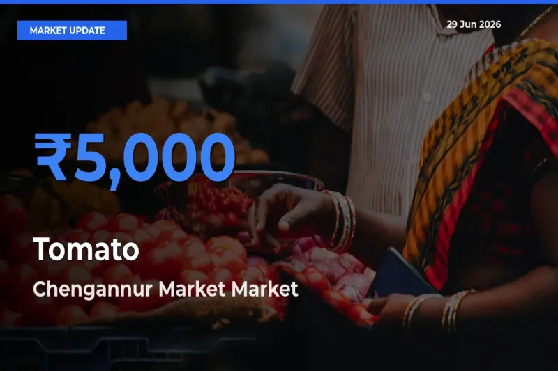 Chengannur Market Offers ₹5,000 – Highest Tomato Rate Today